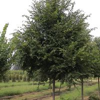 Ulmus parvifolia 'UPMTF'