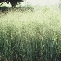 Panicum virgatum 'Heavy Metal'