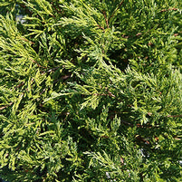 Juniperus horizontalis 'Plumosa Compacta'