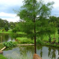 Taxodium ascendens 'Sooner'