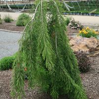 Taxodium distichum 'Falling Waters'