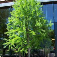 Taxodium distichum 'Mickelson'