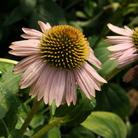 Echinacea purpurea 'Kim's Knee High'