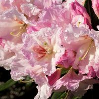 Rhododendron 'Breezy'