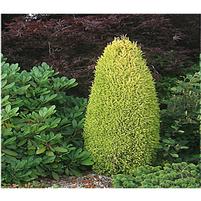 Juniperus communis 'Gold Cone'