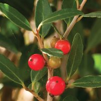 Ilex vomitoria 'Scarlet's Peak'