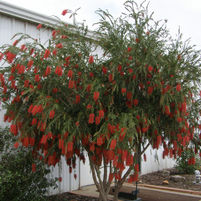 Callistemon viminalis 'Hannah Ray'
