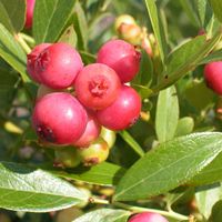 Vaccinium 'Pink Lemonade'