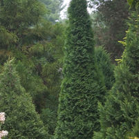 Thuja occidentalis 'Art Boe'