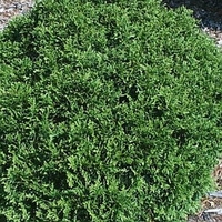 Thuja occidentalis 'Little Giant'