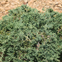 Juniperus horizontalis 'Wiltonii'