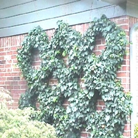 Parthenocissus tricuspidata 'Veitchii'