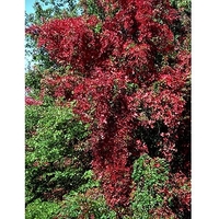 Parthenocissus quinquefolia 'Engelmannii'