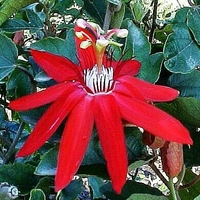 Passiflora vitifolia