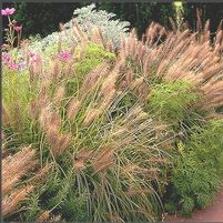 Pennisetum alopecuroides