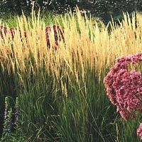 Calamagrostis x acutiflora 'Karl Foerster'