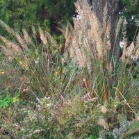 Calamagrostis brachytricha