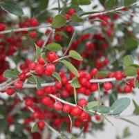 Ilex vomitoria 'Pride of Houston'
