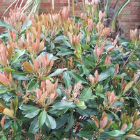 Eriobotrya japonica 'Coppertone'