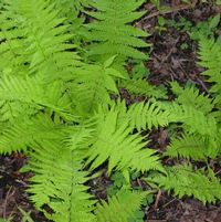 Dennstaedtia punctilobula