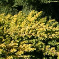 Juniperus conferta 'sPg-3-016'