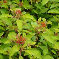 Hamelia patens 'Compact'