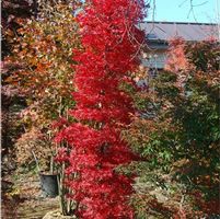 Acer palmatum 'Tsukasa Silhouette'