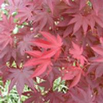 Acer palmatum 'Hefner's Red Select'