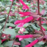 Salvia 'Wendy's Wish'