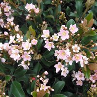 Rhaphiolepis indica 'Dwarf Pink'