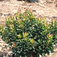 Rhaphiolepis umbellata 'Minor'