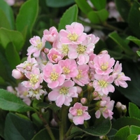 Rhaphiolepis indica 'Pinkie'