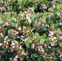 Rhaphiolepis umbellata 'Conor'