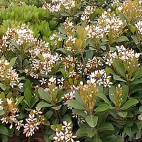 Rhaphiolepis indica 'Snow White'
