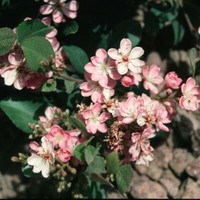 Rhaphiolepis indica 'Pink Lady'