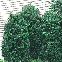 Rhamnus frangula 'Columnaris'