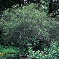 Rhamnus frangula 'Asplenifolia'