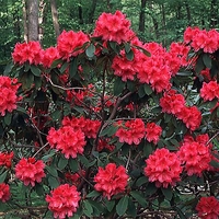 Rhododendron catawbiense 'Nova Zembla'