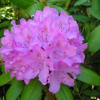 Rhododendron 'English Roseum'