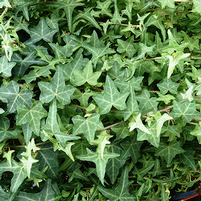Hedera helix 'Thorndale'