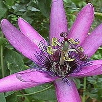 Passiflora x alato 'Lavender Lady'