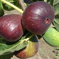Ficus carica 'Brown Turkey'