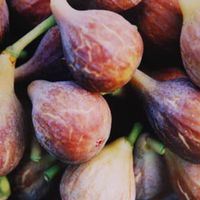 Ficus carica 'Celeste'