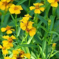 Tagetes lucida