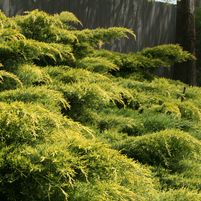 Juniperus chinensis 'Pfitzeriana Gold Lace'