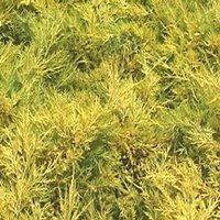 Juniperus chinensis 'Saybrook Gold'
