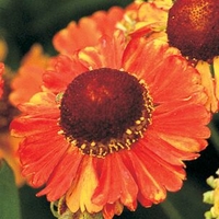 Helenium 'Helbro'