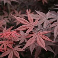 Acer palmatum 'Emperor I'
