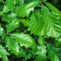 Quercus macrocarpa x robur 'Clemons'