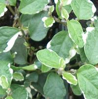 Ficus pumila 'Variegata'